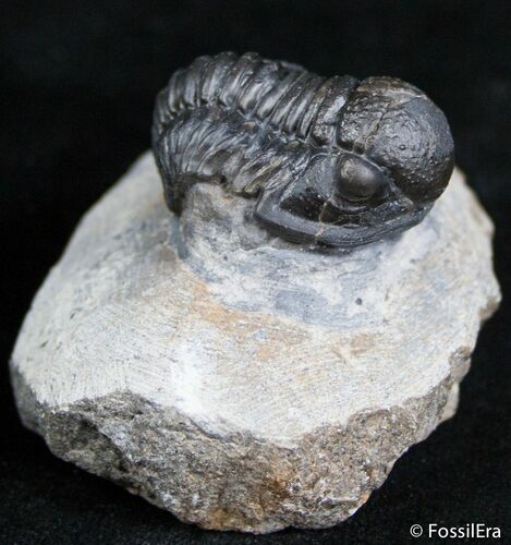 Extra Large Gerastos Trilobite - / Inches #2513